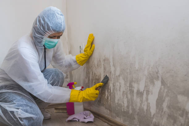 Best Basement Mold Removal  in Discovery Harbour, HI